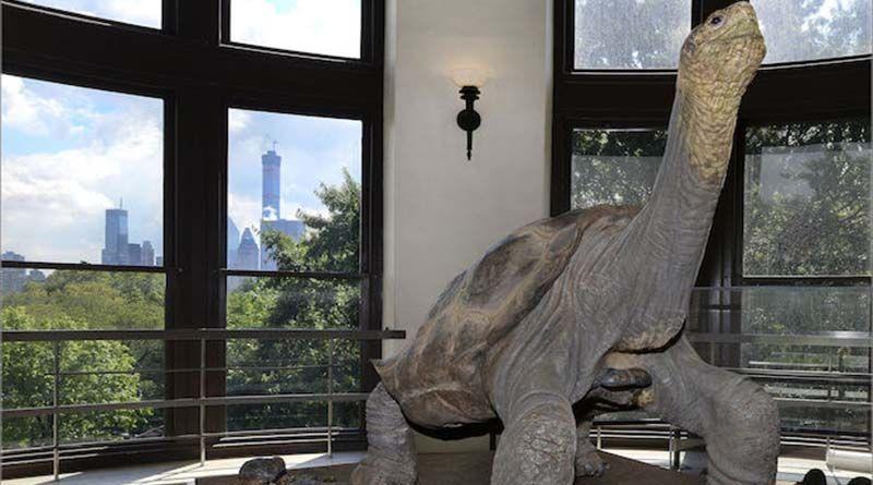 Imagen de la noticia: El solitario George regresó a Galápagos