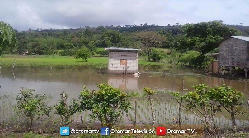 Imagen de la noticia: Agricultores pierden cultivos en Paján por desbordamiento de río