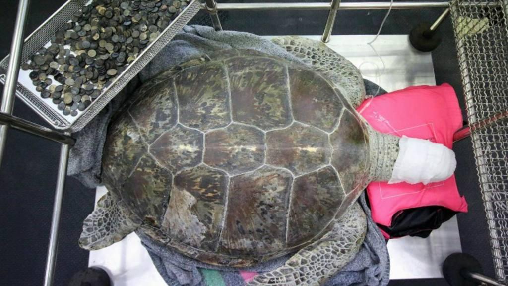 Imagen de la noticia: Muere la tortuga que se había tragado 915 monedas