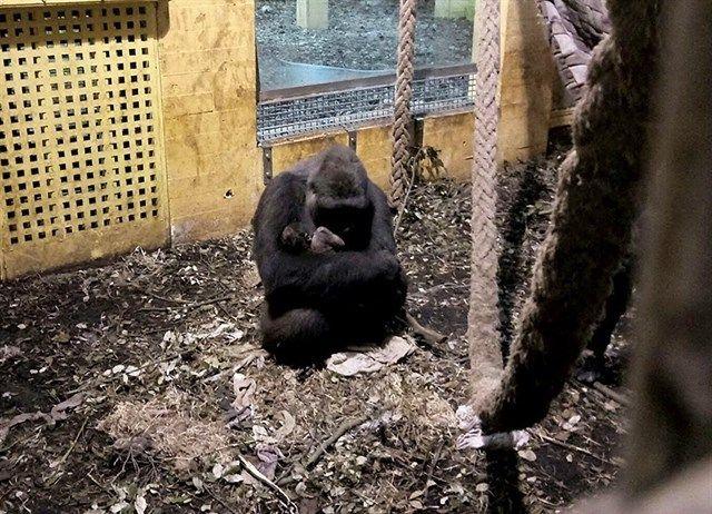 Imagen de la noticia: Nace cuarto gorila en cinco años