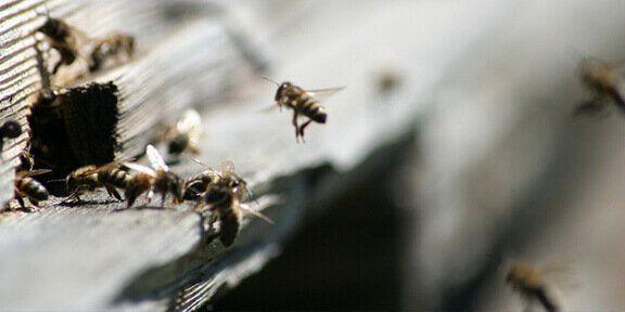 Imagen de la noticia: The Dance language of honeybees Is sloppy