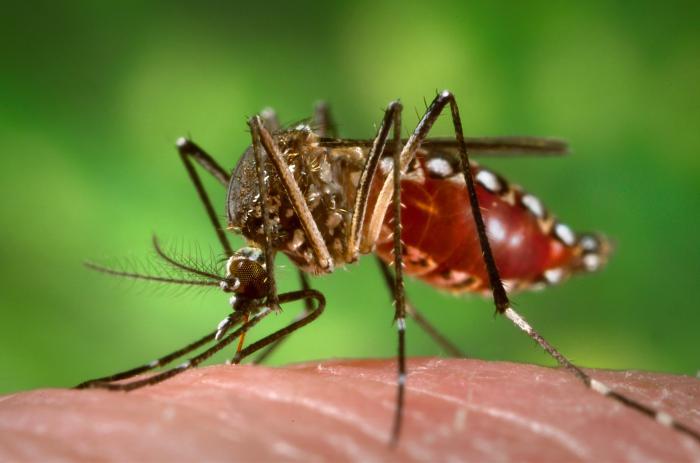 Imagen de la noticia: La OMS recomienda la primera vacuna contra el dengue, cuya transmisión crece en Latinoamérica