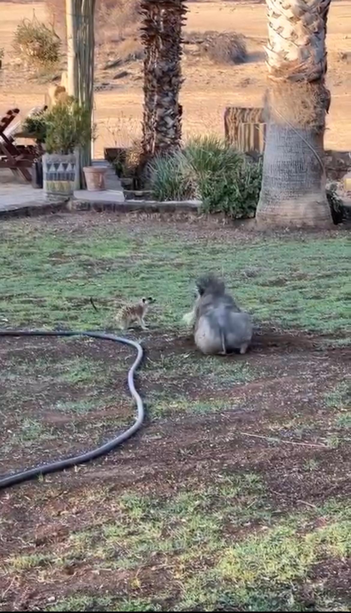 Captan a Timón y Pumba, de “ El Rey León”, jugando