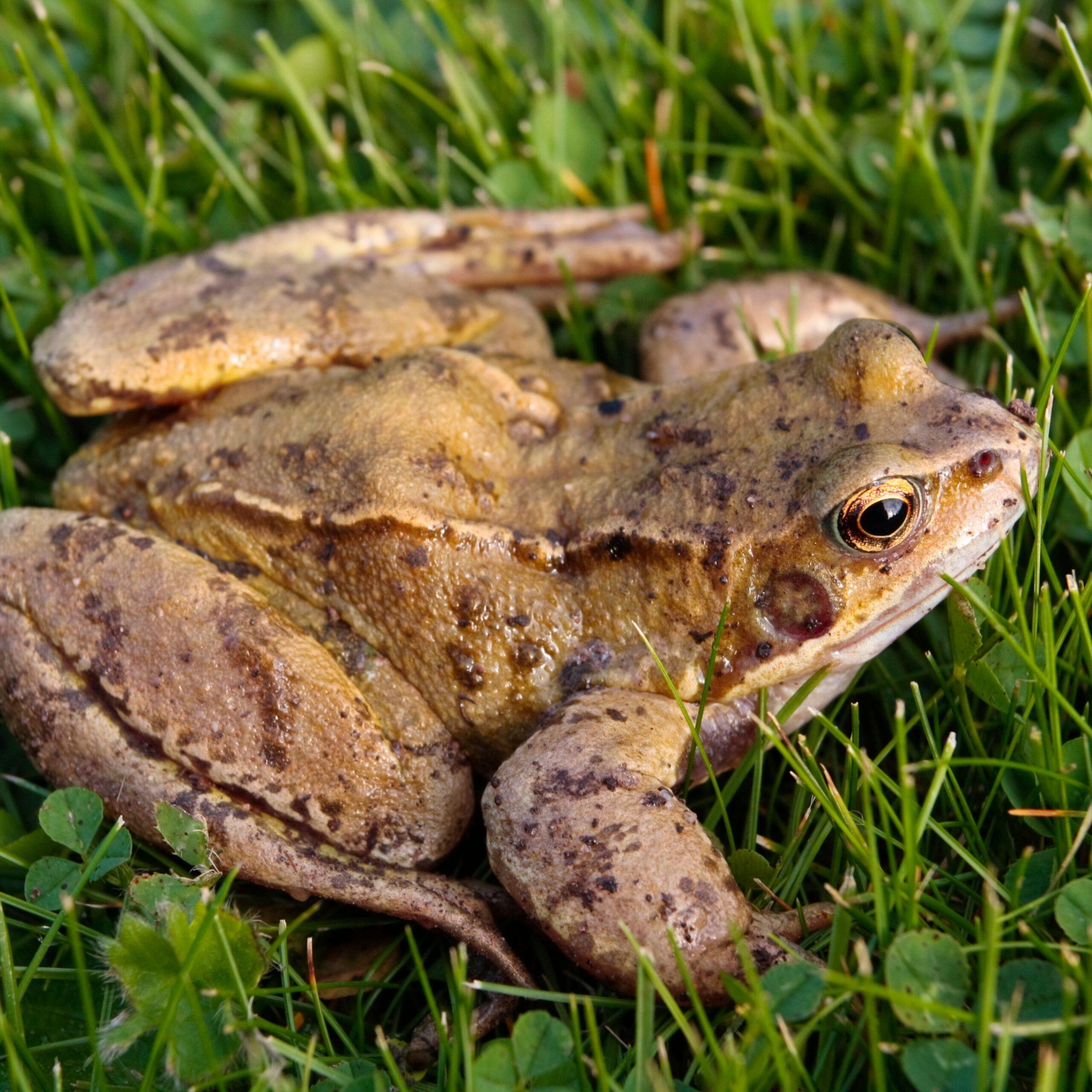 Ranas hembras se hacen las muertas para no aparearse con los machos