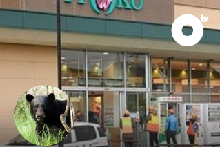 Imagen de la noticia: Oso ataca a empleado de supermercado y saquea la carne