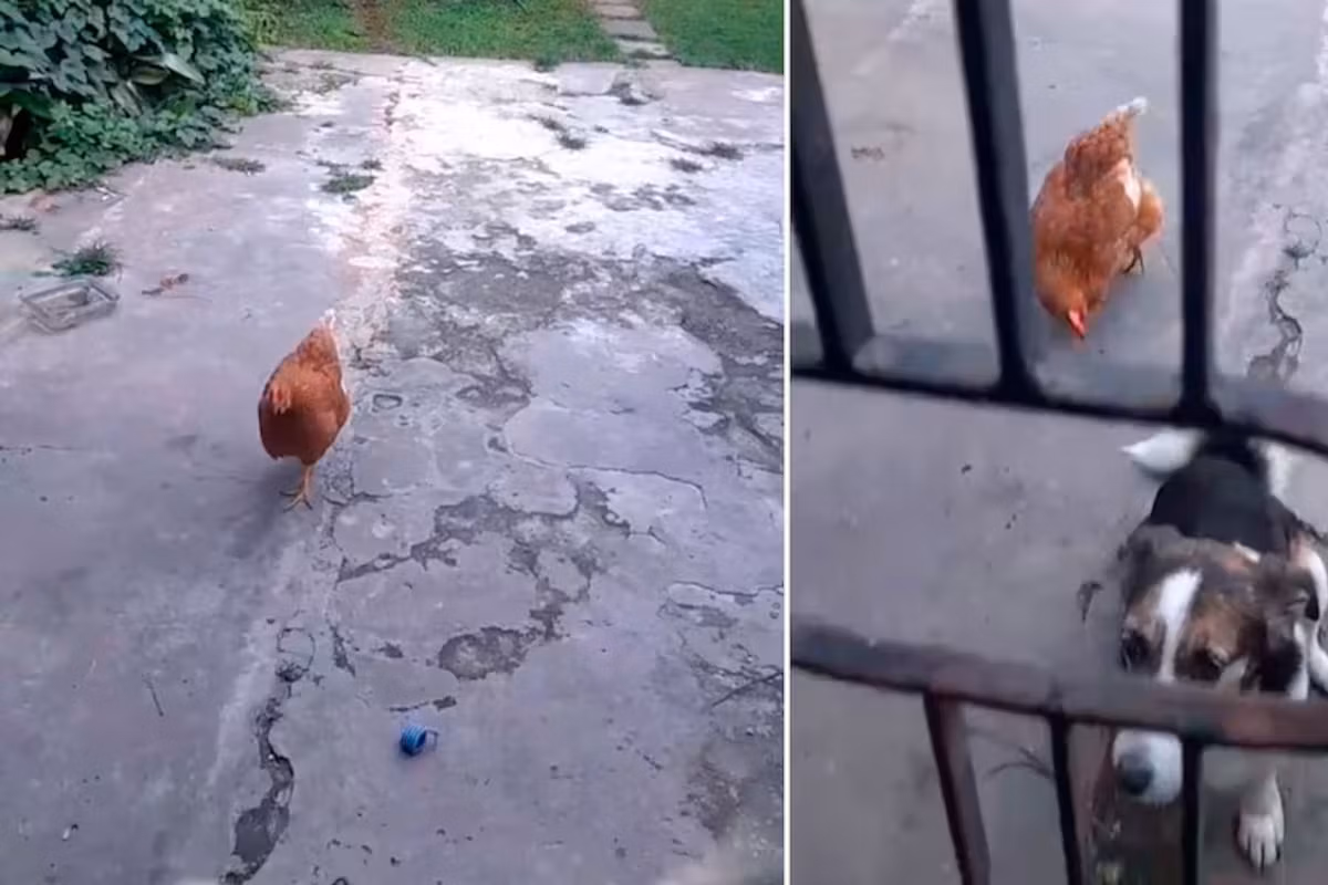 Imagen de la noticia: Irma, la gallina perro que conquista las redes sociales