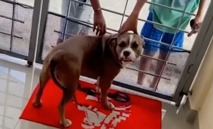 Imagen de la noticia: «Poppy», el pitbull que se gana el corazón de los niños con su ternura y carisma