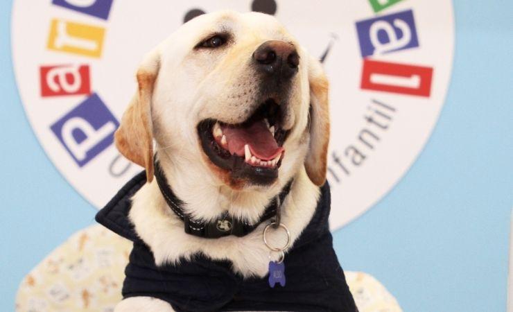 Imagen de la noticia: Aldo,  el «Dogtor» de cuatro patas que transformó sonrisas y corazones