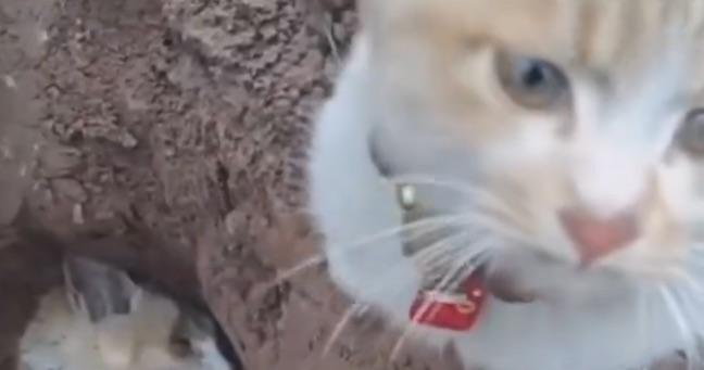 Imagen de la noticia: Gato conmueve en redes al despedir a su mejor amigo: el video es viral