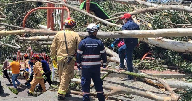Imagen de la noticia: Dos niños fallecen tras la caída de un árbol en un parque de Cuenca