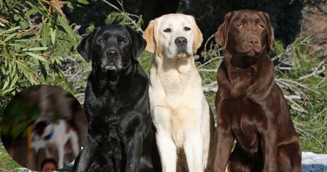 Imagen de la noticia: Maltrato animal en Latacunga: mujer colgó a tres perros frente a su hijo