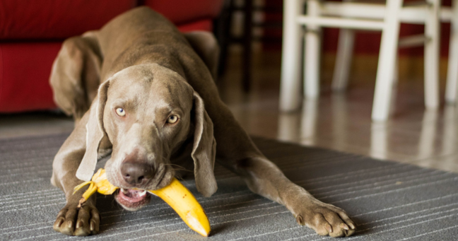 Imagen de la noticia: Una alimentación responsable es el mejor cuidado para tu mascota