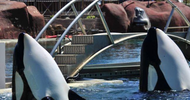 Orcas imitan palabras humanas y asombran a la ciencia