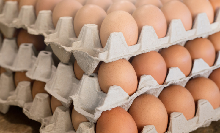 Imagen de la noticia: Alquilar gallinas: la curiosa alternativa de los estadounidenses ante la inestabilidad del precio de los huevos