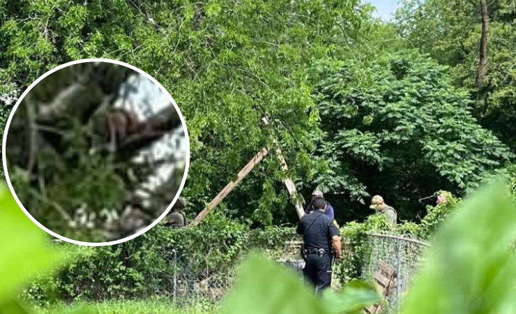 Imagen de la noticia: EE.UU.: Un guatemalteco pasa ocho horas en un árbol para evitar captura de agentes de control migratorio