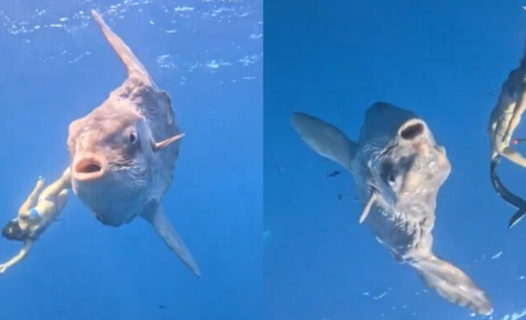 Así fue el impresionante encuentro entre un buzo y un gigantesco pez luna en México