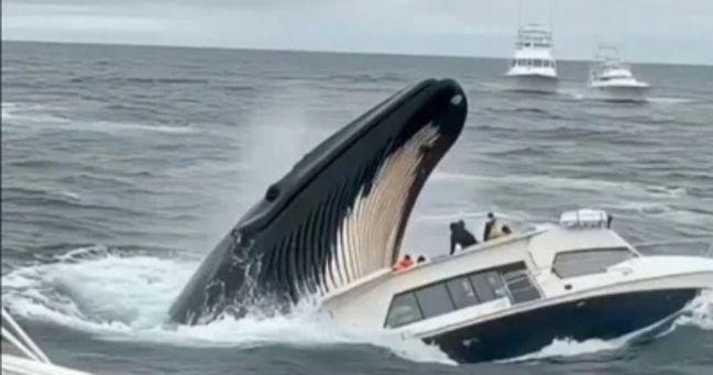 Imagen de la noticia: Falso video de ballena tragando barco se viraliza en redes: fue creado con inteligencia artificial
