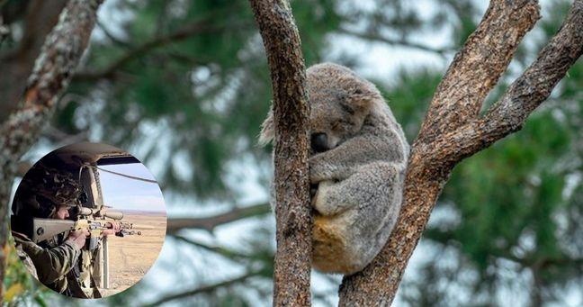 Imagen de la noticia: Australia desata polémica al usar francotiradores para sacrificar a cientos de koalas tras incendios forestales