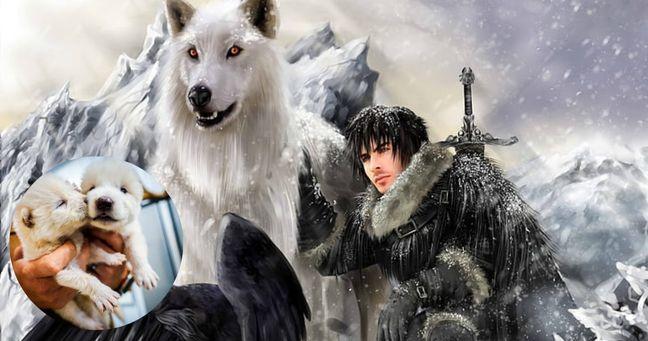 Imagen de la noticia: Reviven al lobo terrible en EE.UU.: traen de vuelta al animal que inspiró a los huargos de Game of Thrones
