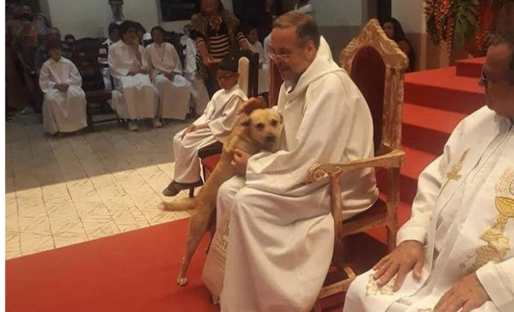 Imagen de la noticia: El padre que convirtió su iglesia en un refugio para perros sin hogar