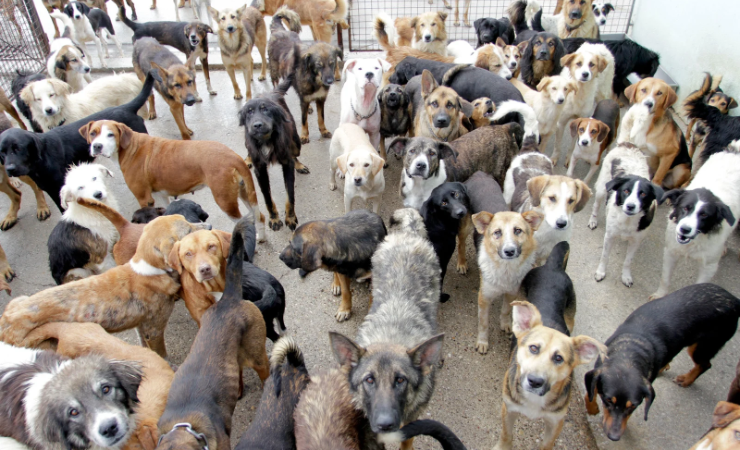 Alcaldía de Guayaquil aclara polémica sobre eutanasias de animales: “No prolongamos el dolor”