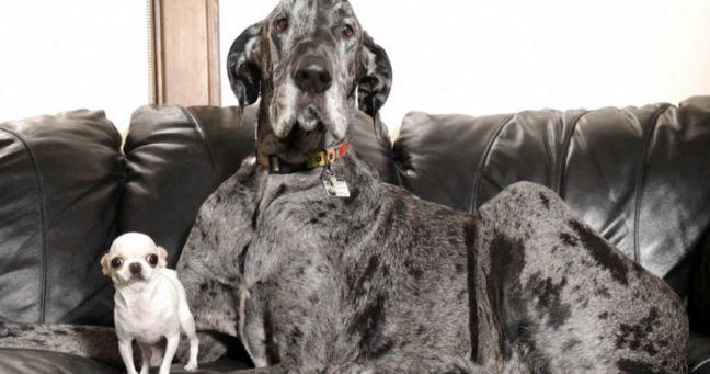 Imagen de la noticia: El perro más grande y el más pequeño del mundo se conocen