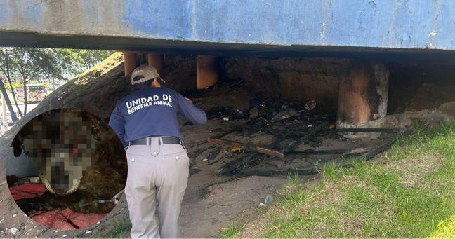 Imagen de la noticia: Perrita es quemada viva en Quito: esto es lo que se sabe del cruel ataque