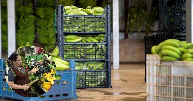 Imagen de la noticia: El precio del plátano verde sube en Ecuador : conoce las causas del alza