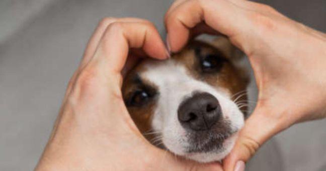 Imagen de la noticia: Día del Perro: expertos explican qué te hace un tutor responsable
