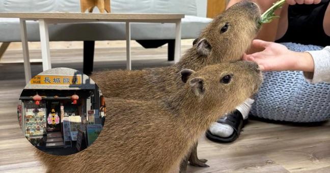 Cafeterías con animales exóticos: crecen en Japón y generan alerta mundial