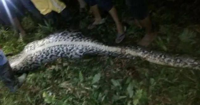 Pitón se traga a un hombre en Indonesia: todo quedó grabado