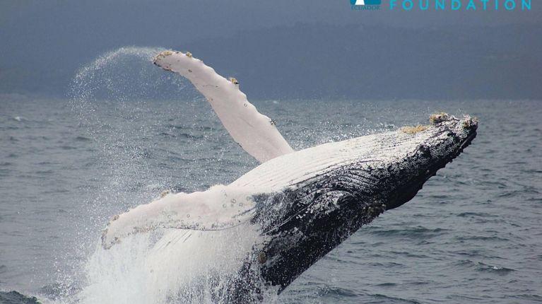 Salto de ballena provocó hundimiento de embarcación en las costas de Salinas: esto dice la alcaldía