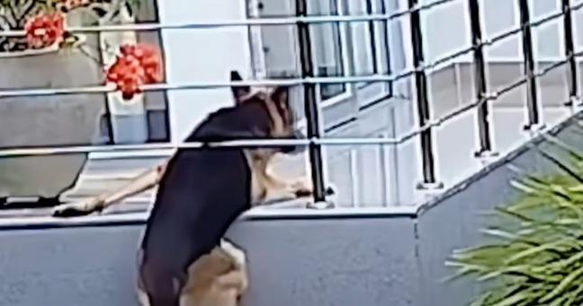 Momento de angustia: perrito se aferra a la vida en balcón