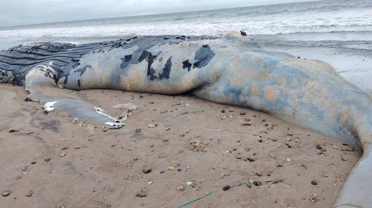 Ballena de 20 metros aparece varada en la playa Santa Marianita