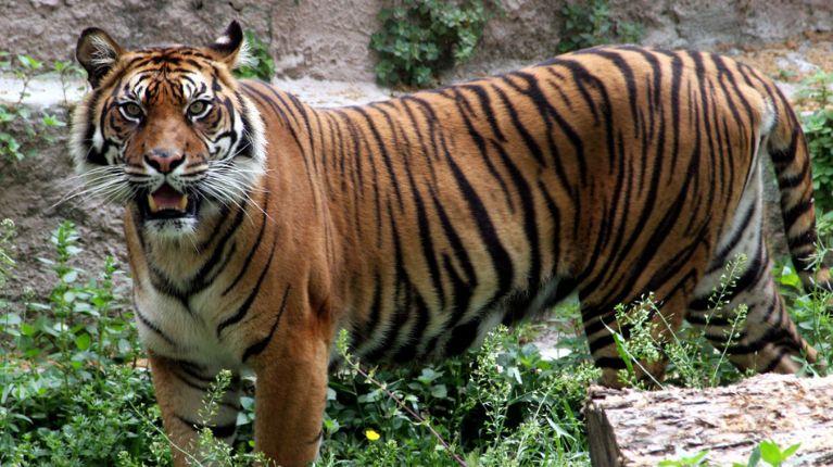 Imagen de la noticia: Zoológico en Dinamarca alimenta a sus depredadores con animales donados