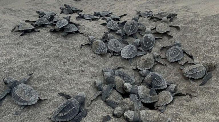 Así fue la primera eclosión de la temporada de tortugas marinas en la playa El Murciélago de Manta