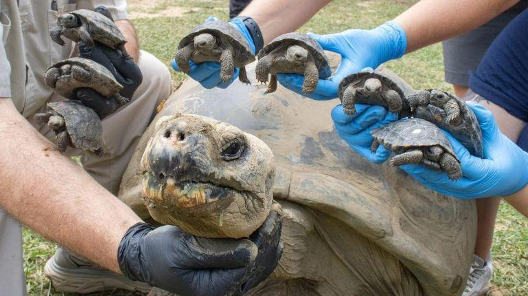 16 tortugas gigantes de Galápagos han nacido en 2025 en el Zoológico de Filadelfia, Estados Unidos
