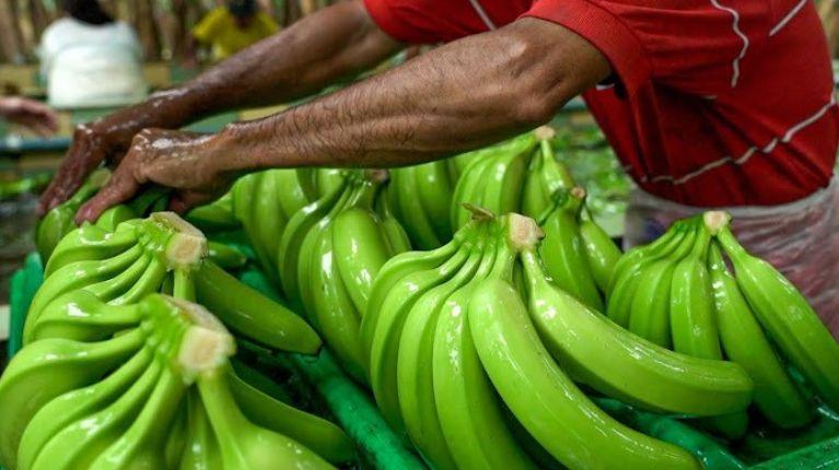 Caja de banano ecuatoriano subirá a USD. 7,50 en 2026