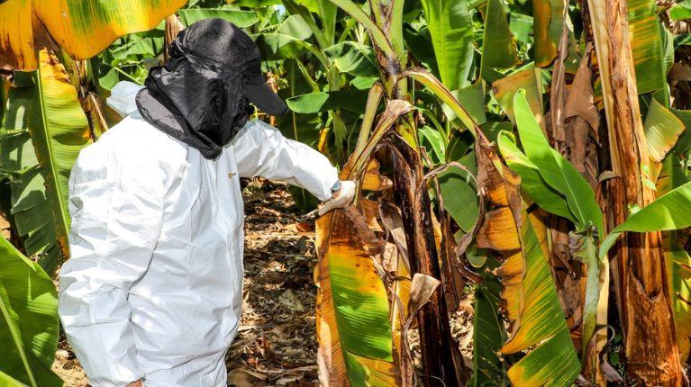 Investigan el primer caso sospechoso de Fusarium en Ecuador