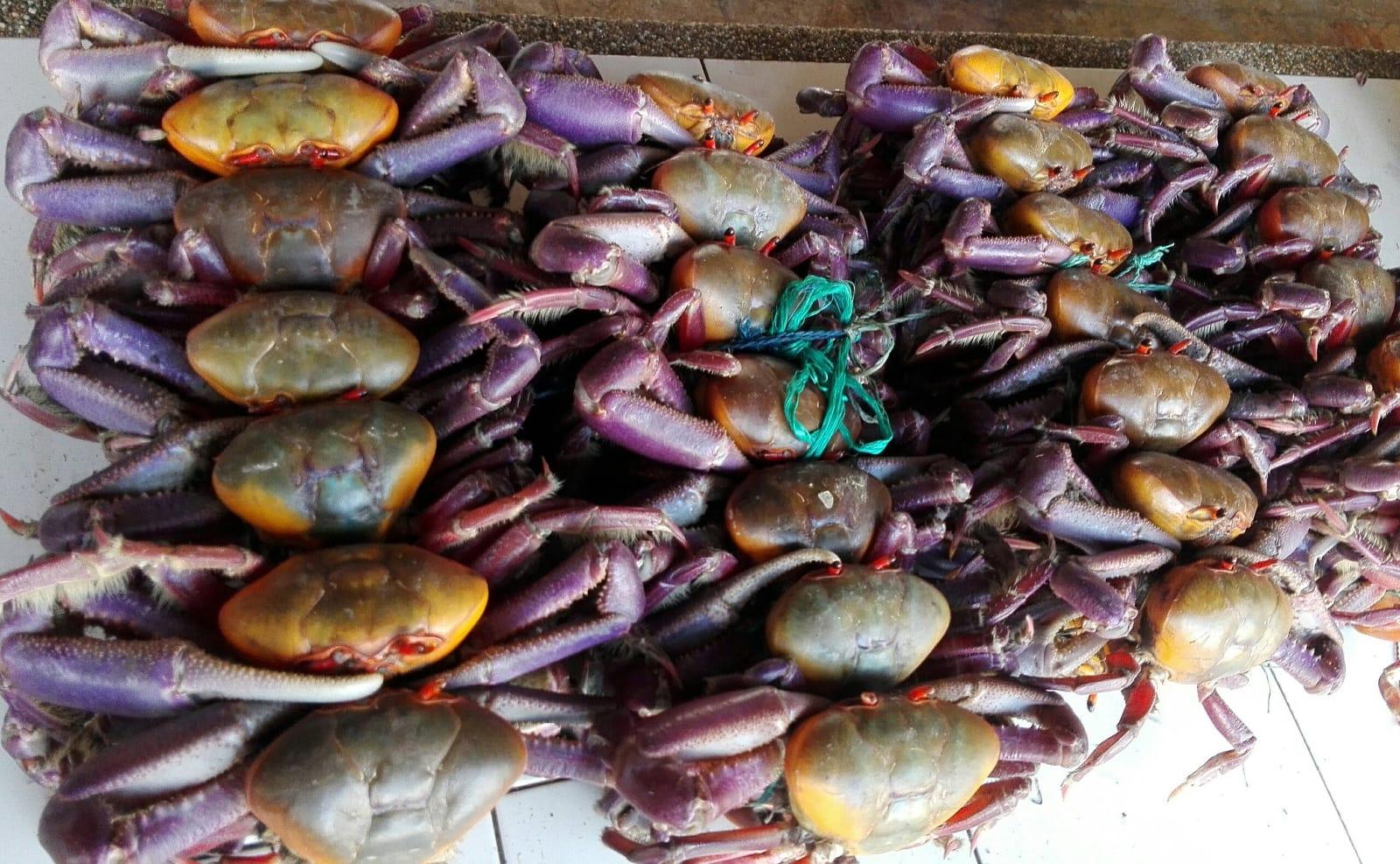 Imagen de la noticia: Ecuador prohíbe la exportación de cangrejos por seis años: esta es la razón