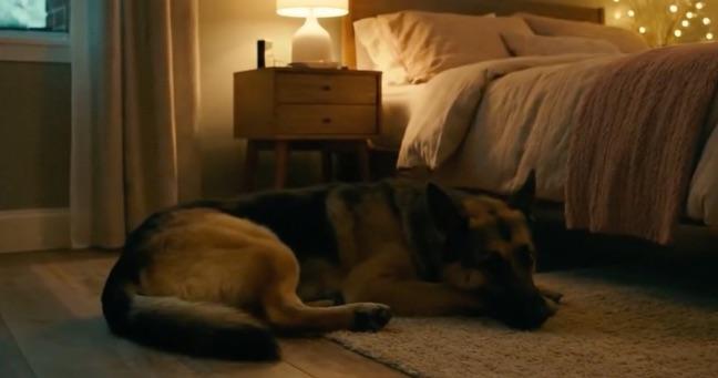 Pirotecnia en fin de año pone en riesgo a miles de mascotas