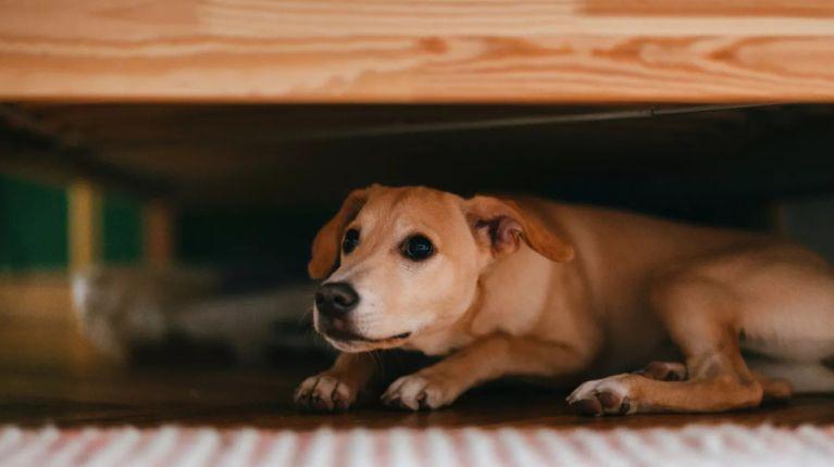 Consejos para proteger a tus mascotas del ruido de la pirotecnia