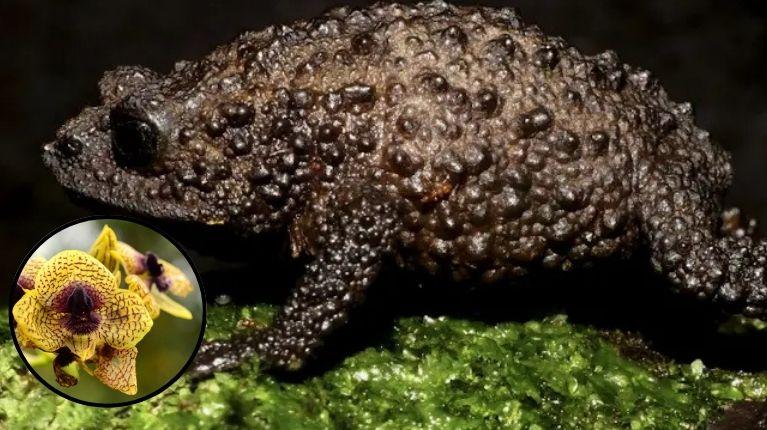 Ecuador registró el descubrimiento de 78 nuevas especies de flora y fauna silvestre, en 2025