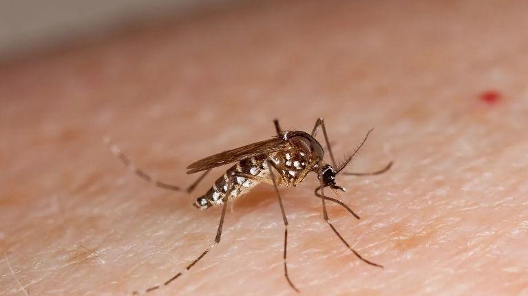 Imagen de la noticia: Al menos siete provincias serán intervenidas mediante el Plan Nacional contra el Dengue