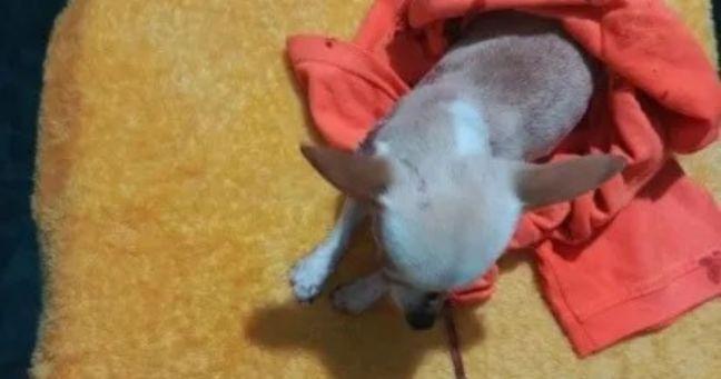 Imagen de la noticia: Brutal ataque a chihuahua causa conmoción en Quito