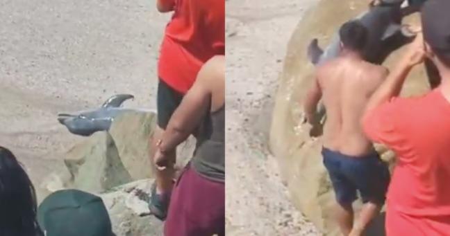 Indignación en Manabí tras mutilación de un delfín durante el feriado de Carnaval