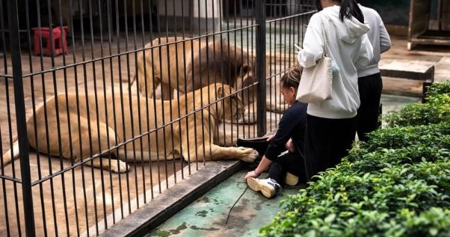 Leona atrapa a niña en zoológico de China (VIDEO)