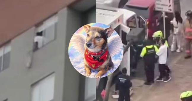 Hombre lanza a su perro desde el piso 25 de un edificio (VIDEO)