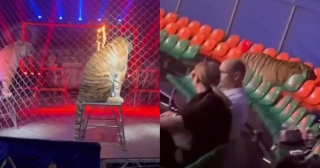 Tigre salta hacia el público en presentación de circo en Rusia
