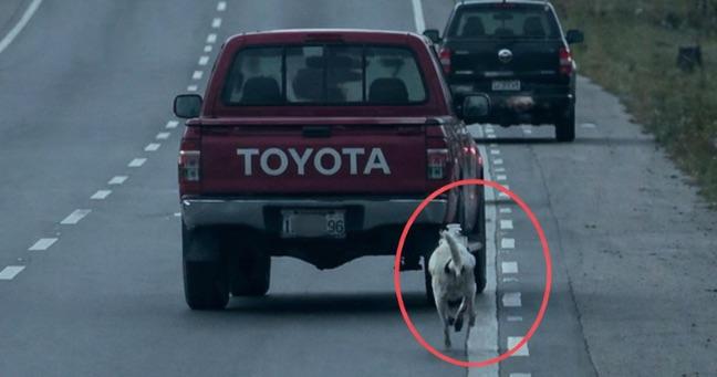 Perrito corre tras camioneta en vía a Daule y genera indignación